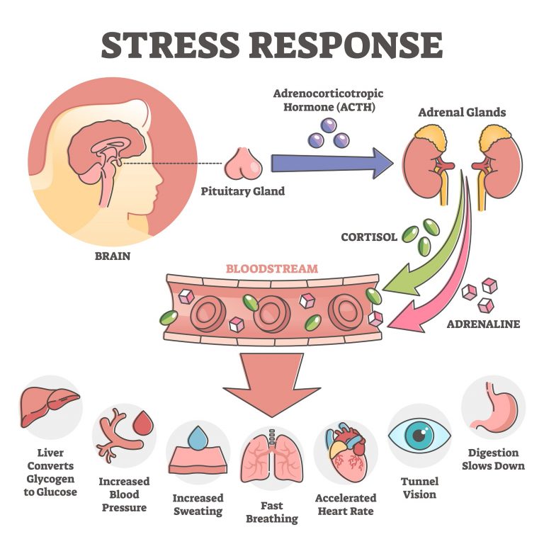 Cortisol In Stress Response adrenal-fatigue-symptoms-medication-and-treatment