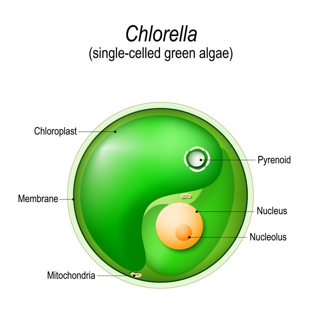 Anatomy of chlorella cell
