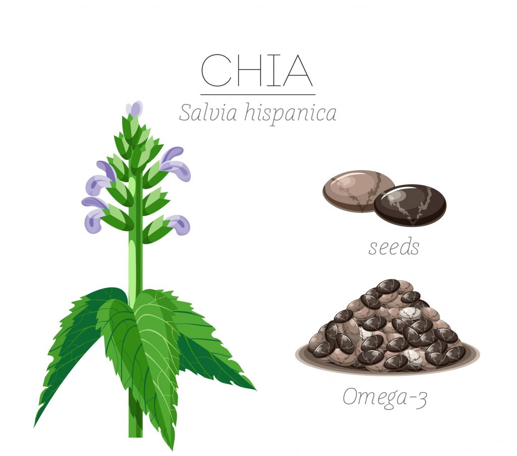 Chia seeds are treasury of healthy omega 3 fatty acids